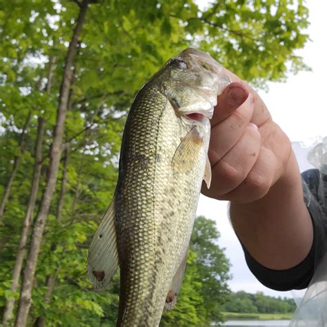 bass fish|where to fish in elyria .